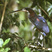 Agami Heron